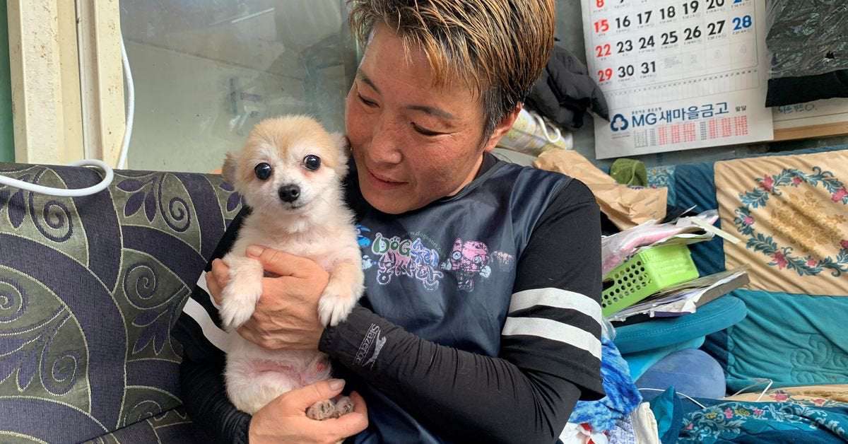 image for S.Korea to grant legal status to animals to tackle abuse, abandonment