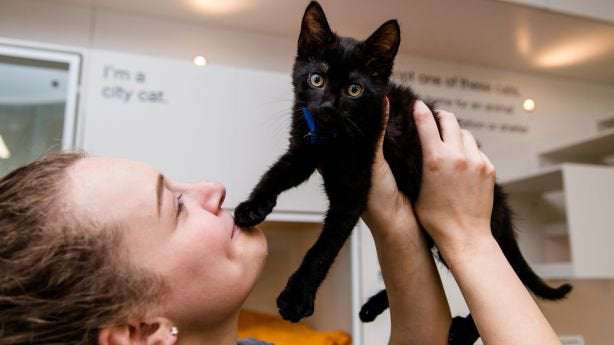 image for Black Cat Appreciation Day brings Utah closer to being a no-kill state