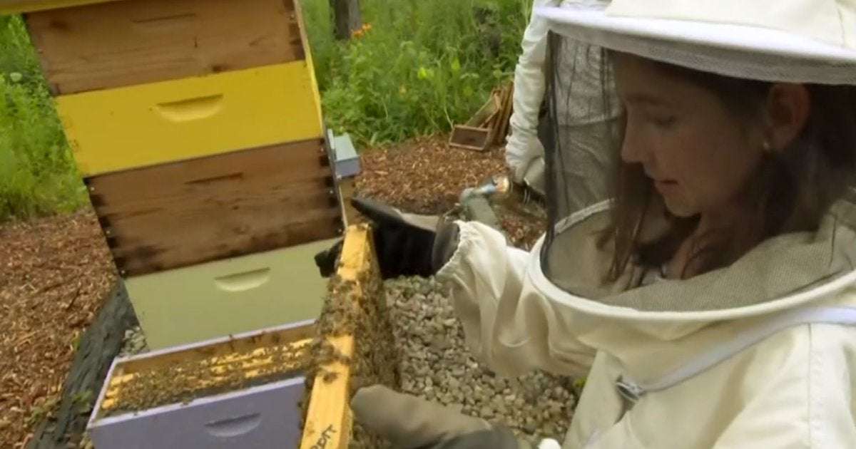image for 11-year-old launches campaign to save the bees: "We're going to win"