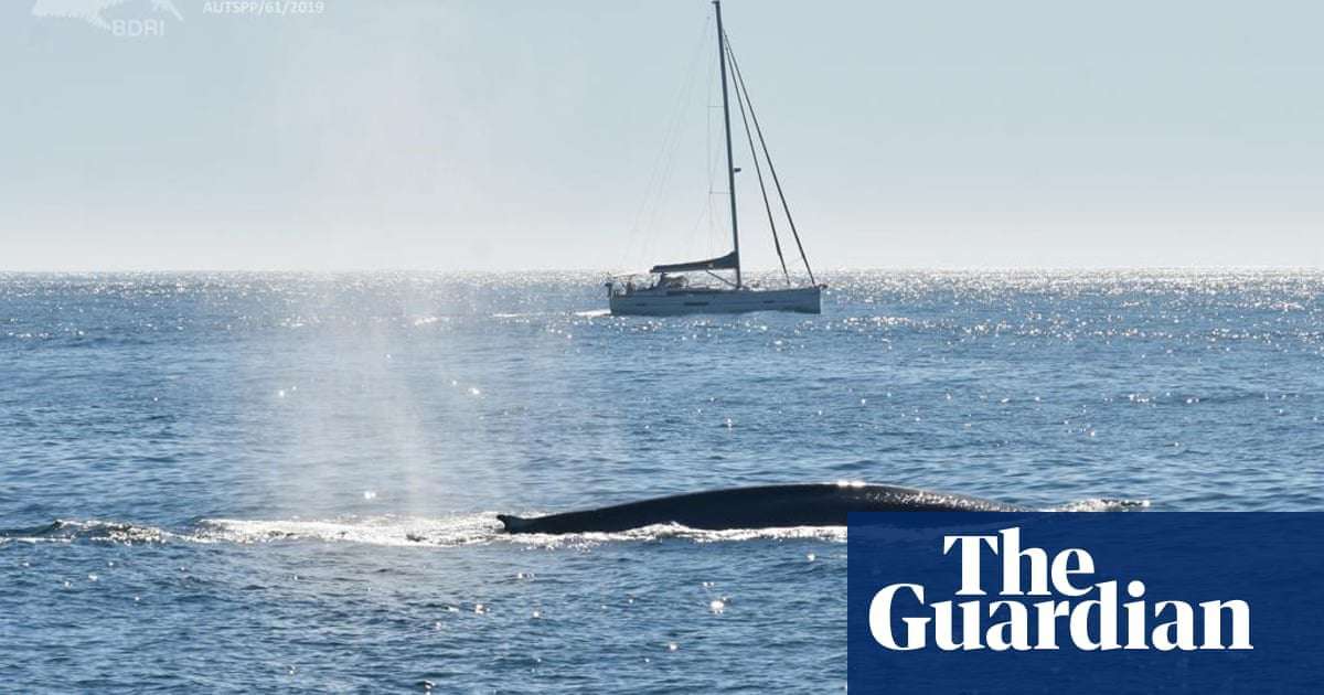 image for Blue whales returning to Spain’s Atlantic coast after 40-year absence