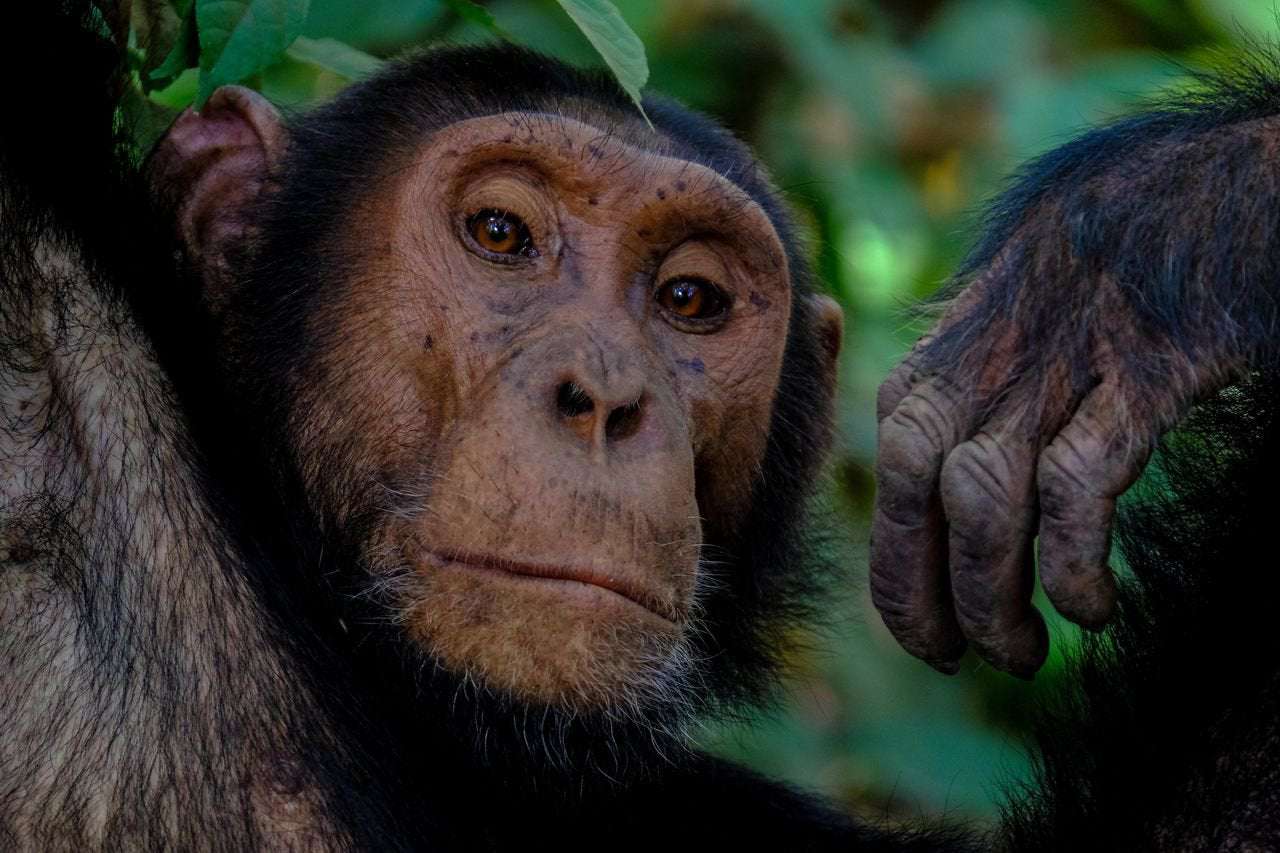 image for Belgian woman banned from zoo claims to have had ‘affair’ with chimpanzee