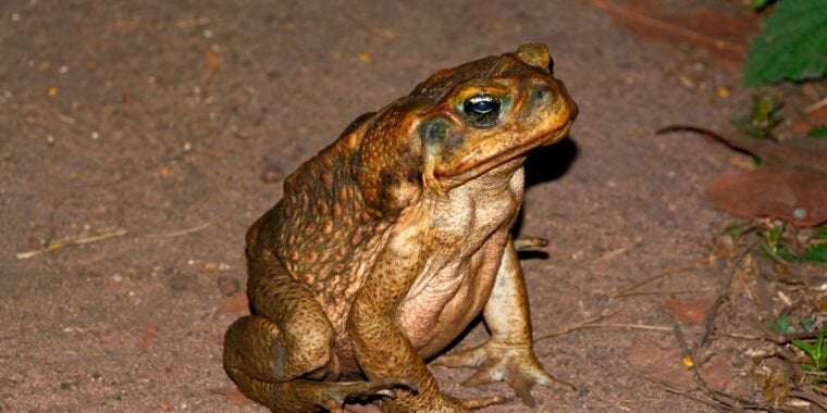 image for With nothing able to eat them, cane toads are eating each other