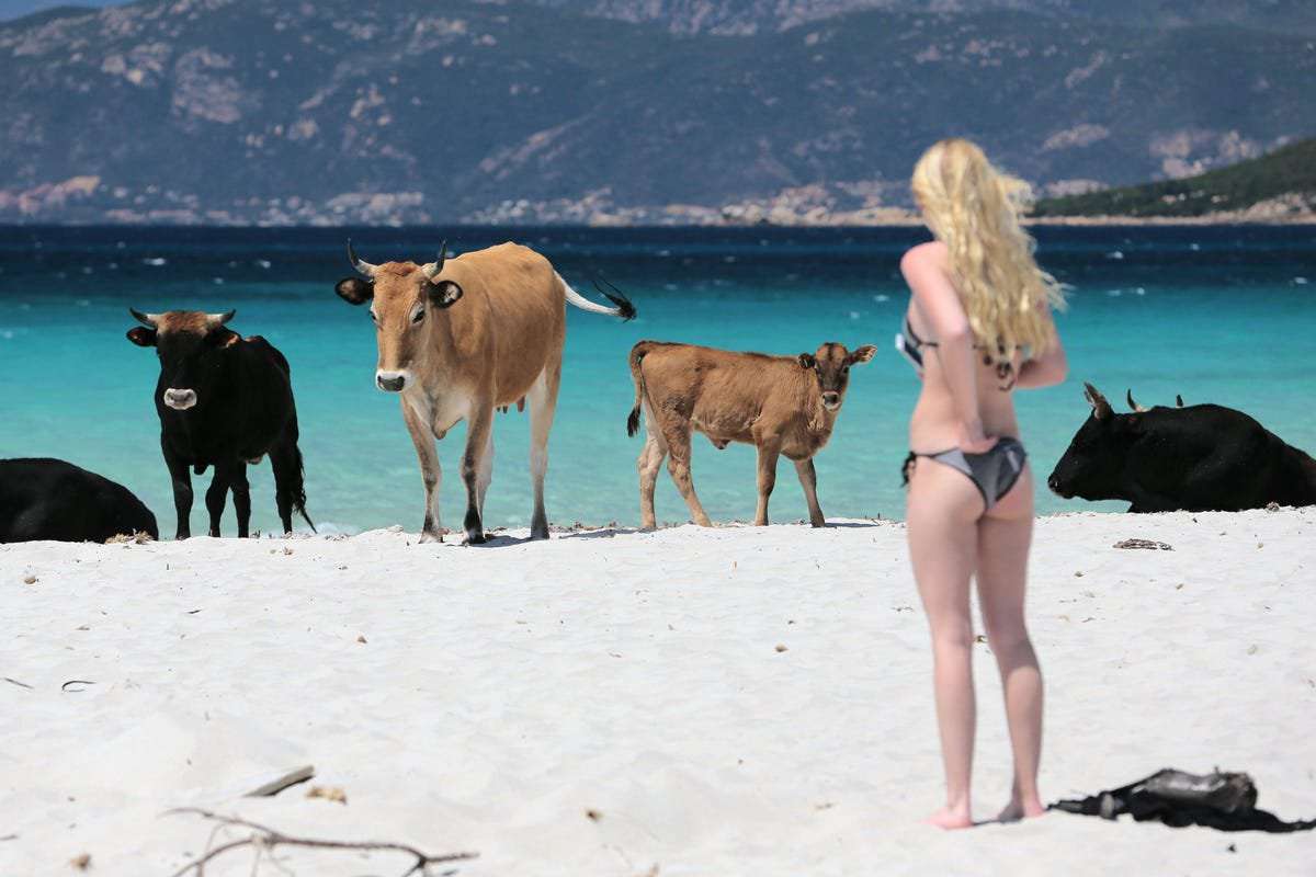 image for Corsican Cows Won’t Give Up Beach Home To Tourists, Post Lockdown