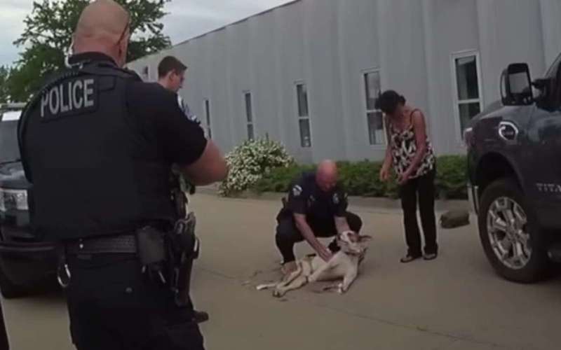 image for Police officer sued after shooting puppy dead in front of its owners