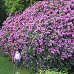 image for 100 year old rhododendron and the woman who planted it
