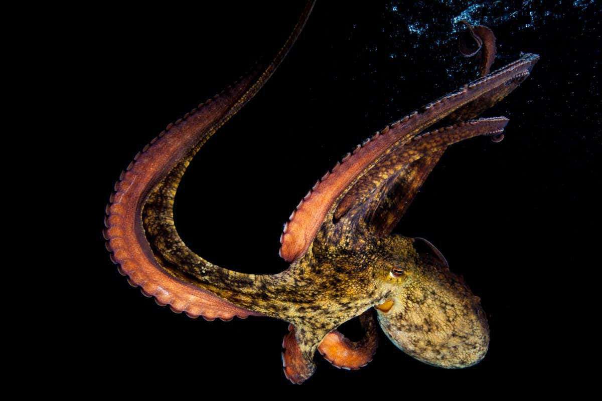 image for Female octopuses throw things at males that are harassing them