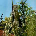 image for A beautiful white owl landed into my tree out of no where!
