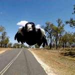 image for swooping australian magpie