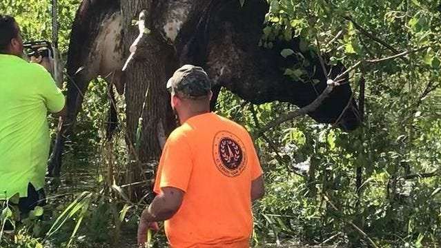 image for Cow stuck in tree after Hurricane Ida rescued by workers in Louisiana bayou