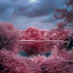 image for My first day trying out infrared photography