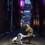 image for Stray cats fighting in an alley in Tokyo, Japan.