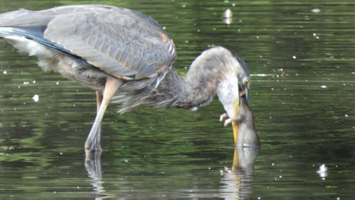 image for Heron becomes NYC icon after being pictured devouring rat for breakfast in Central Park