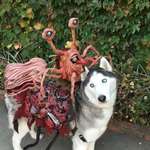 image for John Carpenter's "The Thing" costume for dog