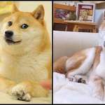 image for This is Kabosu, she's 15 years old and was the original face of the doge meme in 2013