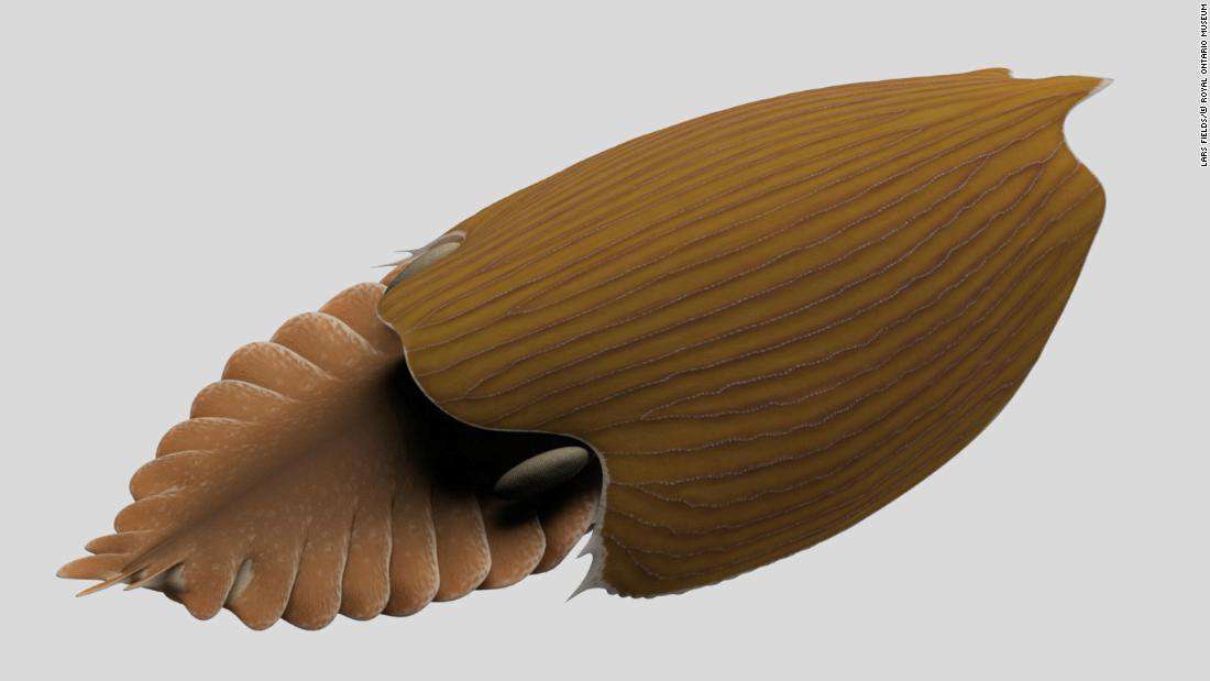 image for Giant 'swimming head' creature lived in our oceans 500 million years ago