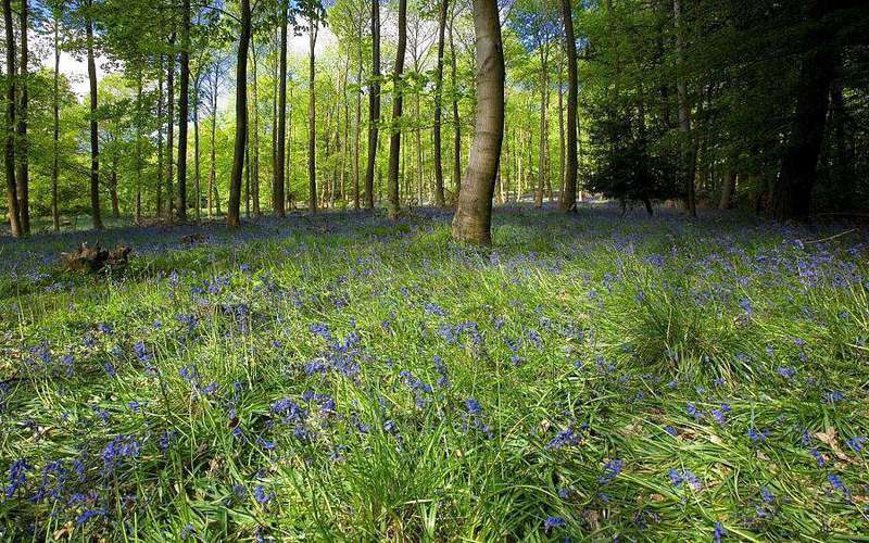 image for A ‘rewilding revolution’: How 9 million trees reforested England