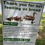 image for A sign that you can find at the park about ducks and their diet.