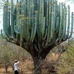 image for Beautiful Giant Cactus in Oaxaca,Mexico.