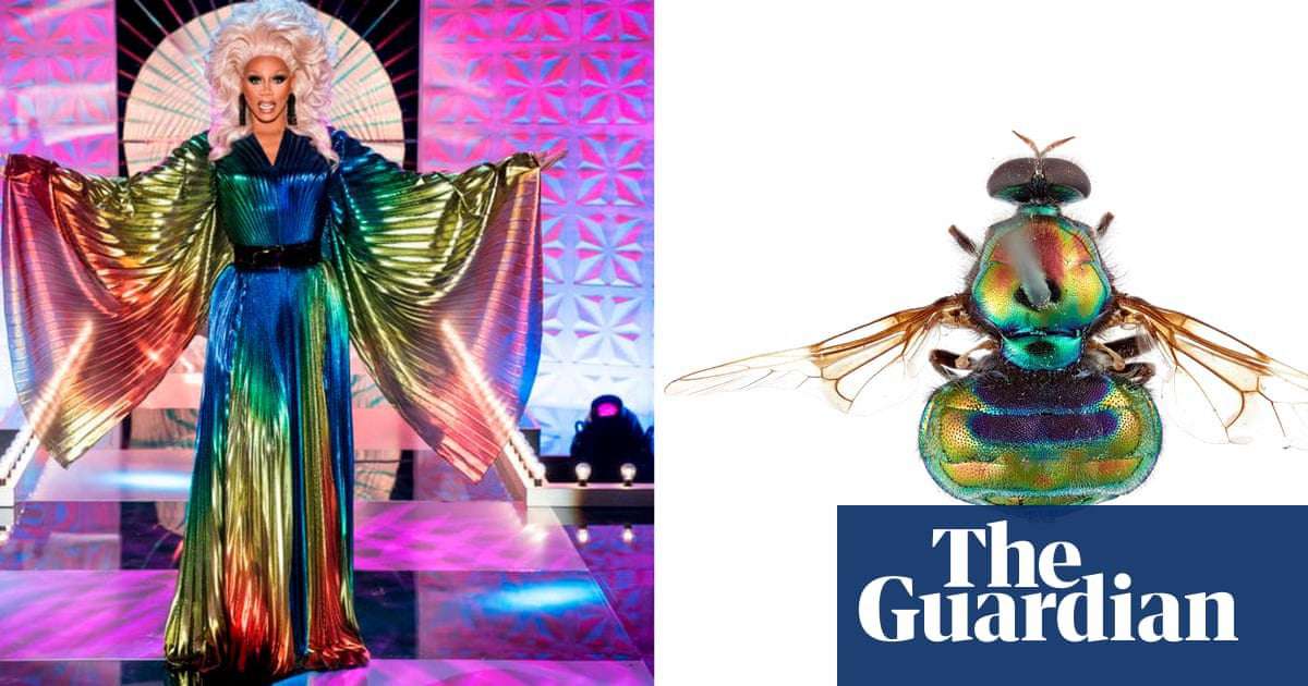 image for ‘Rainbow colours and legs for days’: Australian fly species named after drag star RuPaul