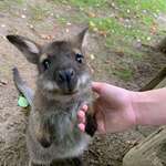image for I hold hands with a kangaroo today.