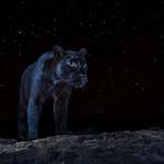 image for A rare African black leopard under the stars - a photo that took me 6 months to capture