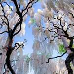 image for White wisteria trees in Japan