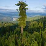 image for hyperion tree, the world's tallest tree, estimated to be between 700-800 years old and has a height