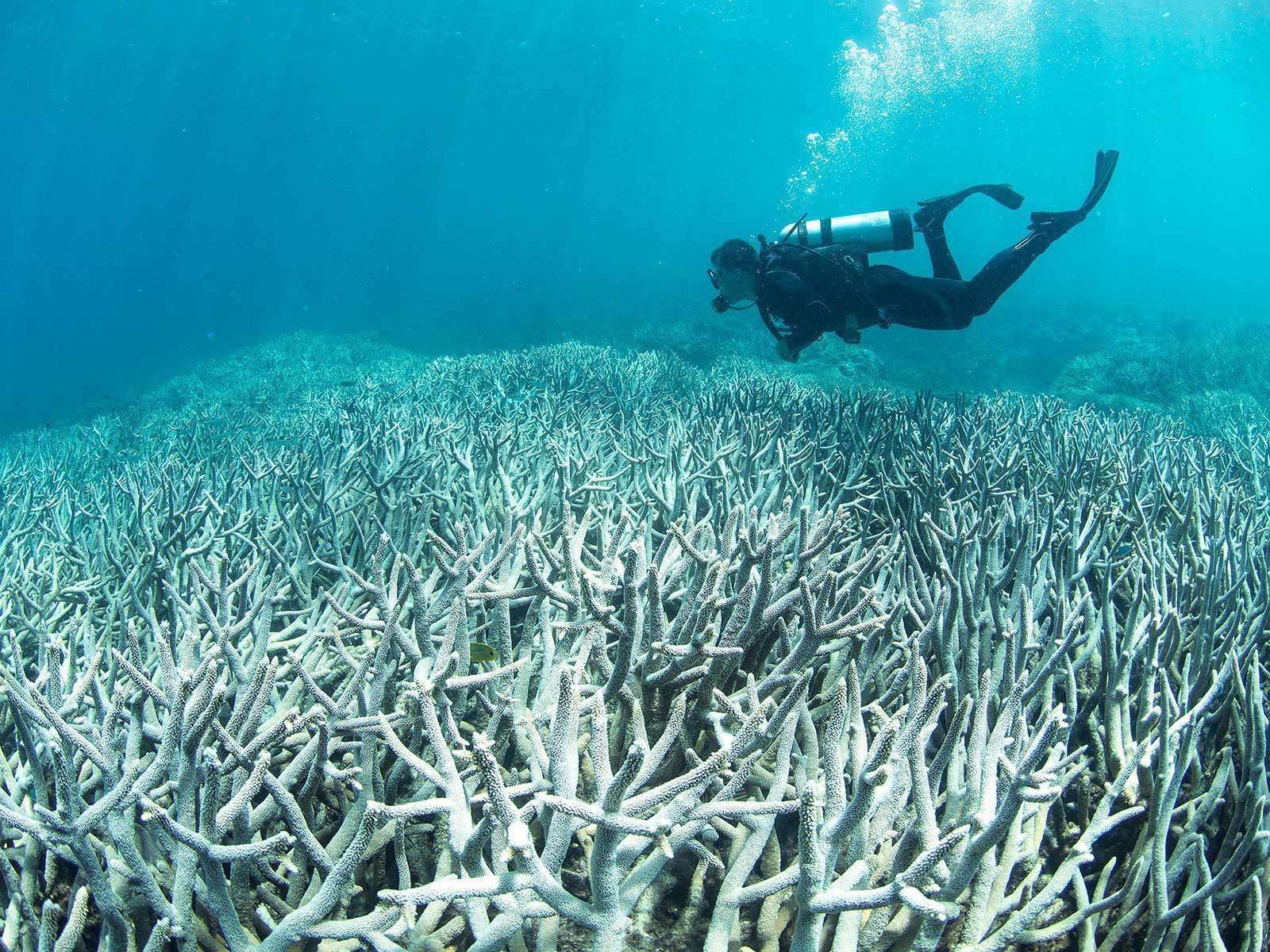 image for The Planet Has Lost Half of Its Coral Reefs Since 1950