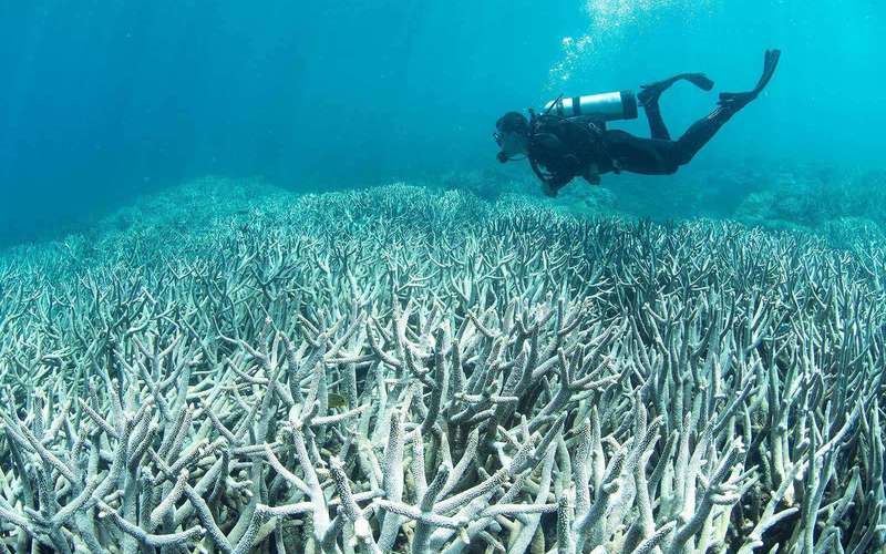 image for The Planet Has Lost Half of Its Coral Reefs Since 1950