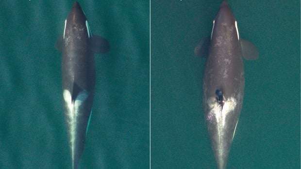 image for 3 'critically endangered' B.C. killer whales are pregnant, scientists say