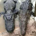 image for Difference between an Alligator (Left) and a Crocodile (Right)