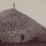 image for Buffalo Skull Pile (1873) United States contracted killing of Buffalo