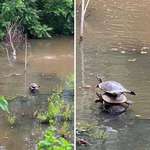 image for Acrobat turtles