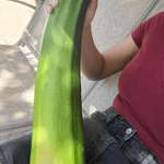 image for This monster came out of my garden today
