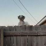 image for I honestly believe I found the creepiest dog in the neighborhood, if not the world.
