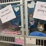 image for Friend works at an animal rescue. These kitties get to go back home