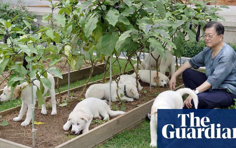 image for South Korean president suggests ban on eating dog meat