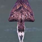 image for A picture of an osprey in full dive