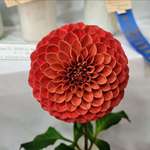 image for My Dahlia won first place at the fair.