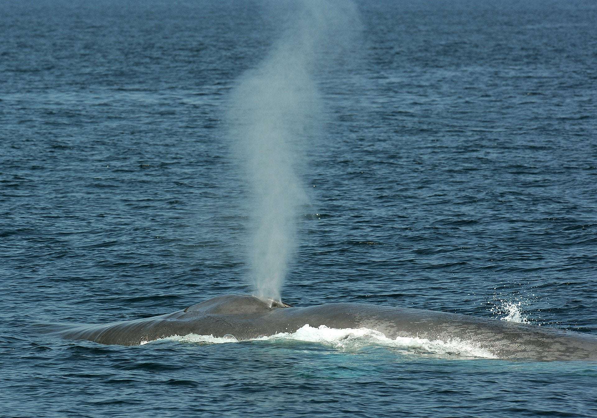 image for Fact Check: Seawater is salty not 'because of sperm from blue whales'
