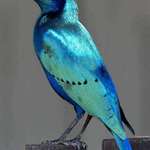 image for Greater Blue Eared Starling