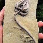 image for An intact crinoïd fossil from almost 345 million years ago.