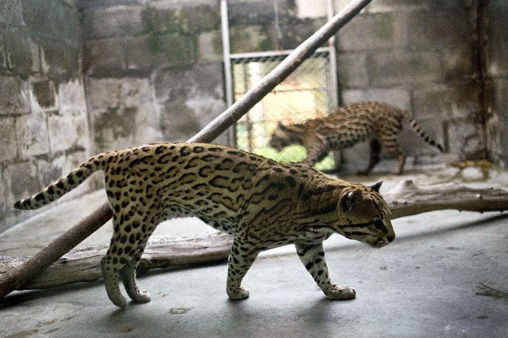 image for Ocelots rescued from traffickers returned to wild in Ecuador