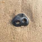 image for this stone looks like a dog's nose