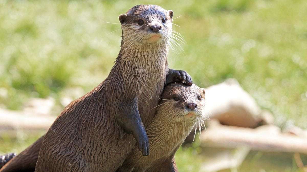 image for A group of violent otters is mysteriously attacking people and dogs in Alaska