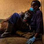image for orphaned mountain gorilla, Ndakasi, dies in the arms of lifelong caretaker and friend, Andre Bauma