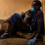 image for Heartbreaking, beautiful image of Ndakazi dying in her trainer's arm years after rescuing her