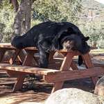 image for Sleepy Bear