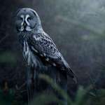 image for My first time finding a Great Grey Owl in the wild after many hours of scouting.