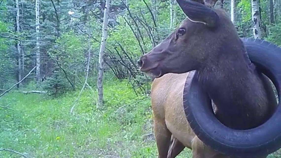 image for A 600-pound elk lived stuck in a tire for nearly half its life, Colorado officials say